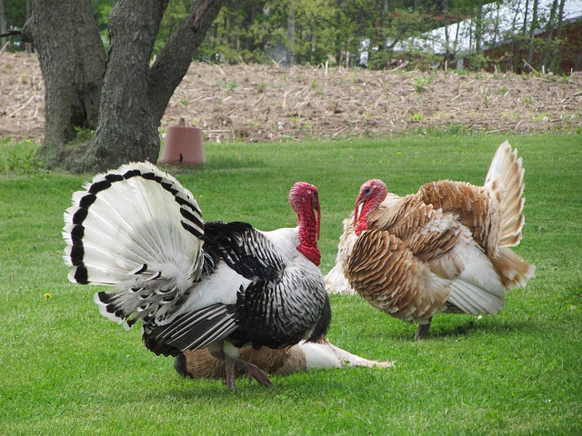 heritage-turkeys-for-thanksgiving-2015-kw-homestead