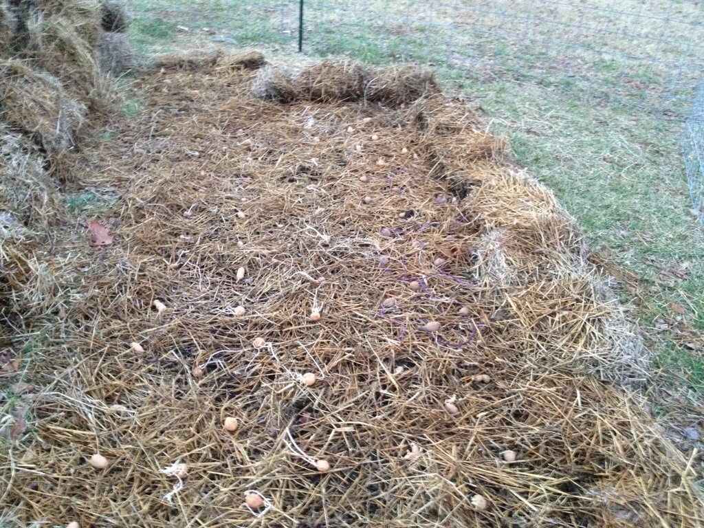 Straw Bale Gardening Sweet Potatoes - Garden Ftempo