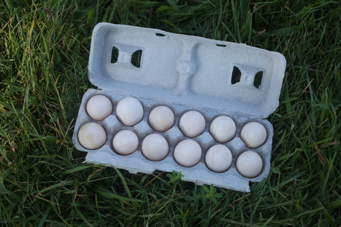 Duck Eggs For Sale Kw Homestead