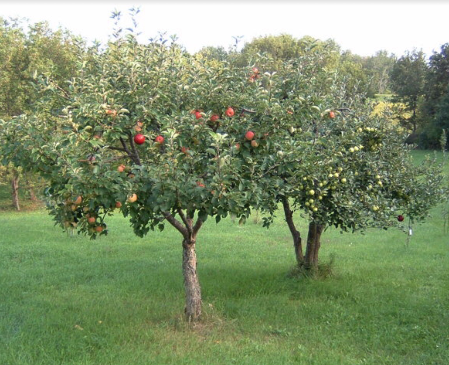 5 Honeycrisp Apple Seeds Fruit Tree Organic USA Nongmo Homegrown Easy  edible