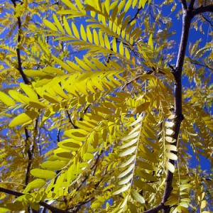 thornless honey locust seeds